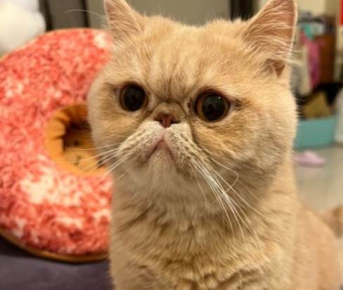 加菲貓性格 加菲貓性格