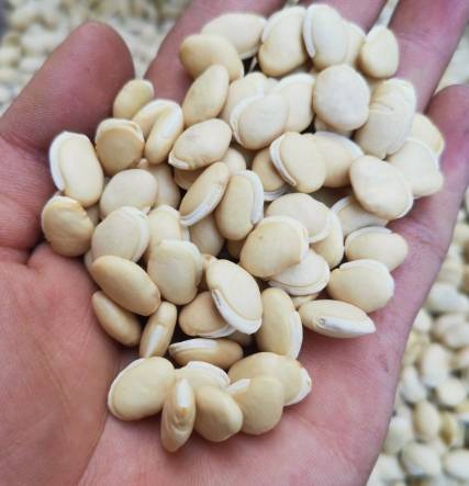 白扁豆眉豆功效 白扁豆眉豆功效