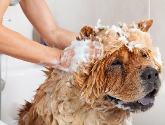 寵物眼睛護理 寵物眼睛護理