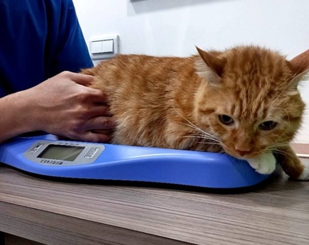 流浪貓健康檢查 流浪貓健康檢查