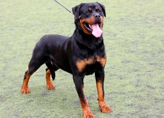 羅威納斷尾法律 羅威納斷尾法律