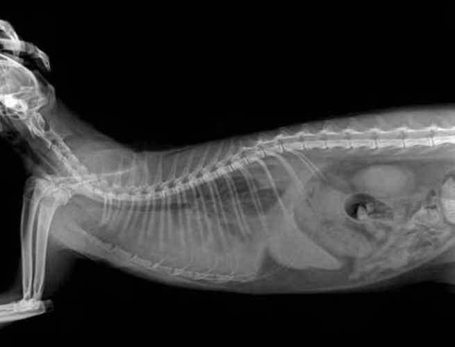 狗肺積水存活時間