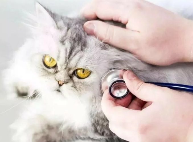 狗狗细小症状 狗狗细小症状