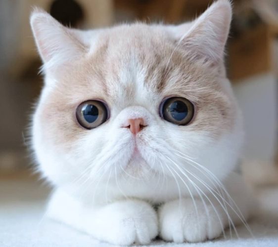 扁臉貓淚痕 扁臉貓淚痕