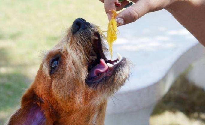 狗吃飯指南 狗吃飯指南
