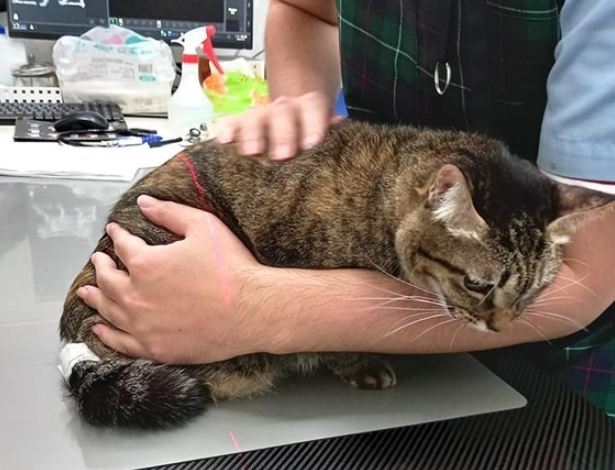 貓咪檢查費用 貓咪檢查費用