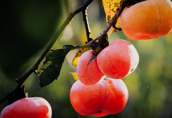 柿子食用注意事項
