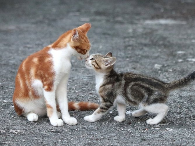 貓吐黃水 貓吐黃水