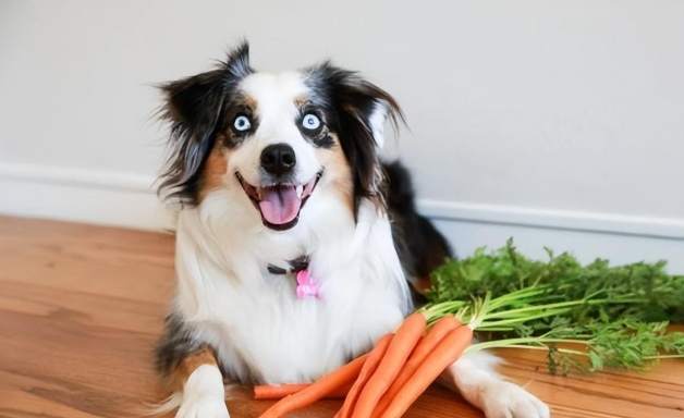 洋蔥對狗的影響 洋蔥對狗的影響