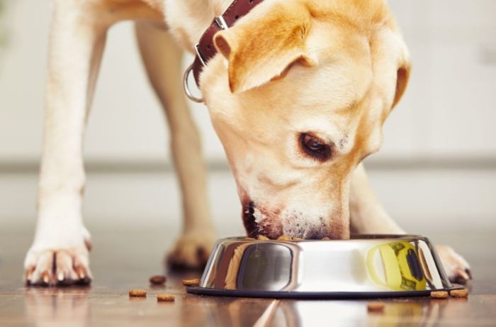 狗飲食安全 狗飲食安全