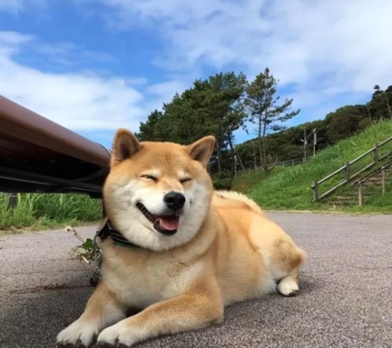 寵物喪失療癒 寵物喪失療癒