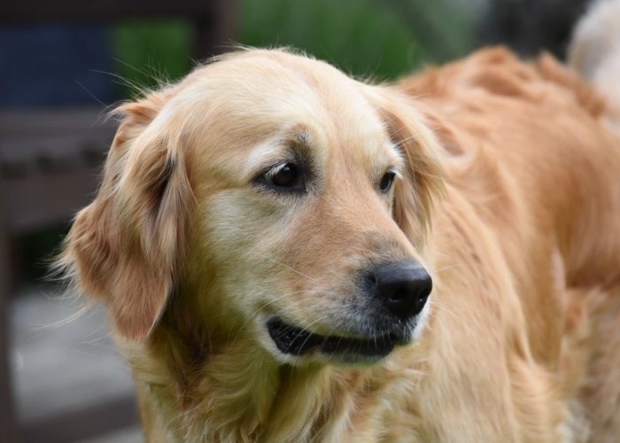 黃金獵犬類型 黃金獵犬類型