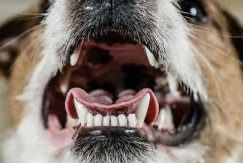 狗牙護理 狗牙護理