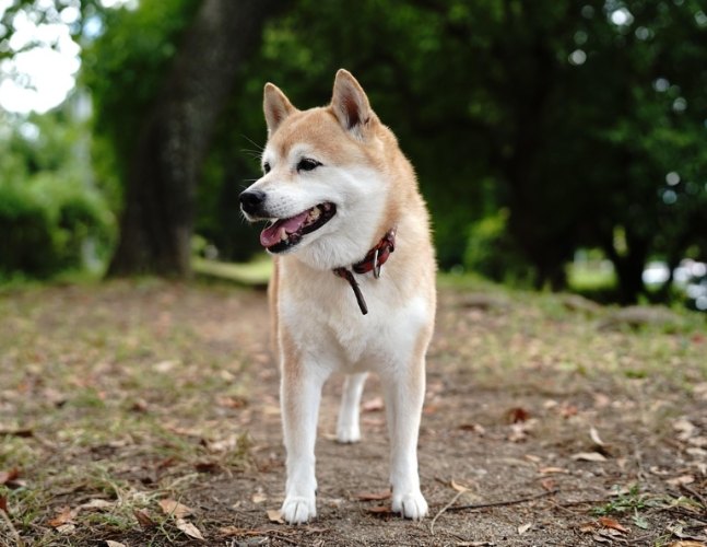 寵物喪失療癒 寵物喪失療癒