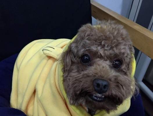 狗狗眼睛過敏治療