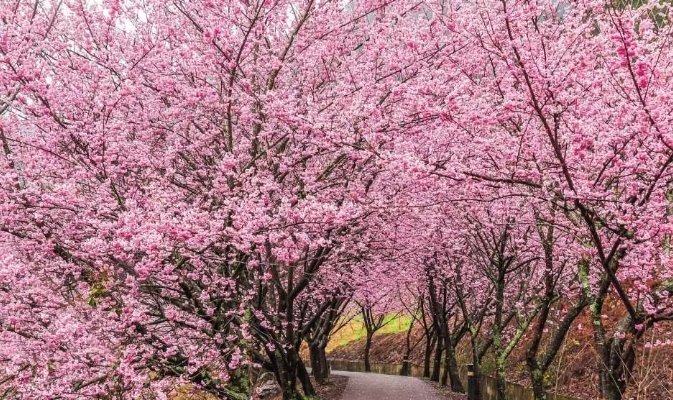 櫻花開花時間 櫻花開花時間