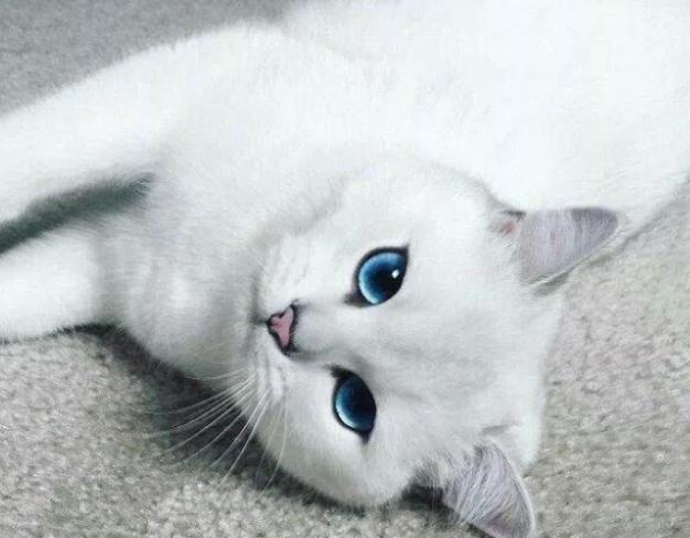 貓毛球症手術 貓毛球症手術