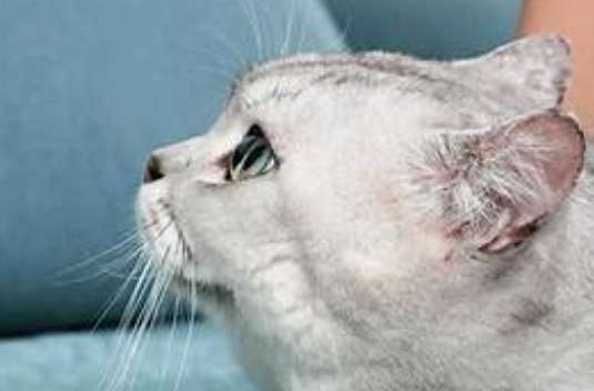 貓咪眼睛睜不開 貓咪眼睛睜不開