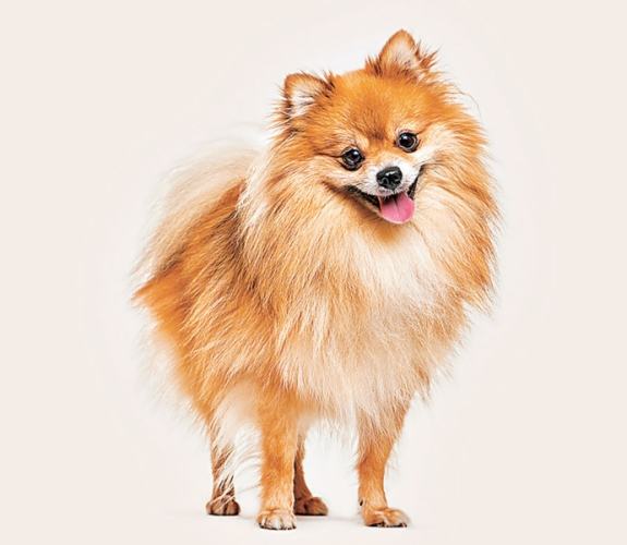 犬類智商排名 犬類智商排名