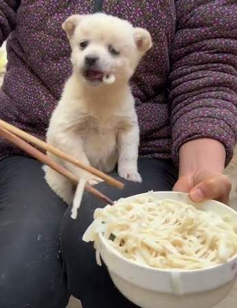 狗狗吃麵條