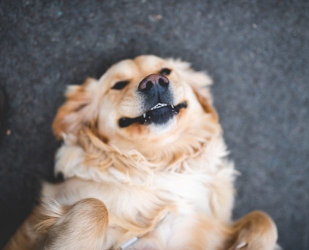 公狗結紮風險 公狗結紮風險