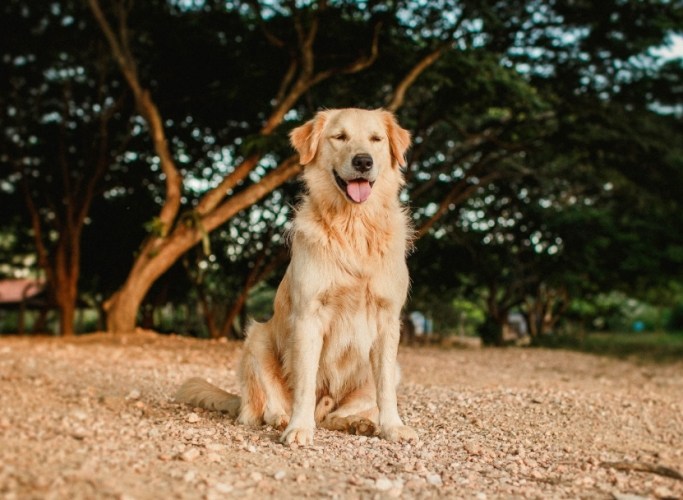 黃金獵犬性格 黃金獵犬性格