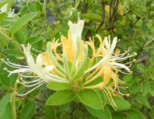 甘草金銀花茶功效 甘草金銀花茶功效