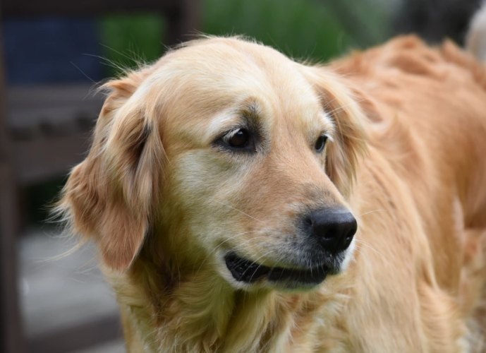 適合新手的狗 適合新手的狗