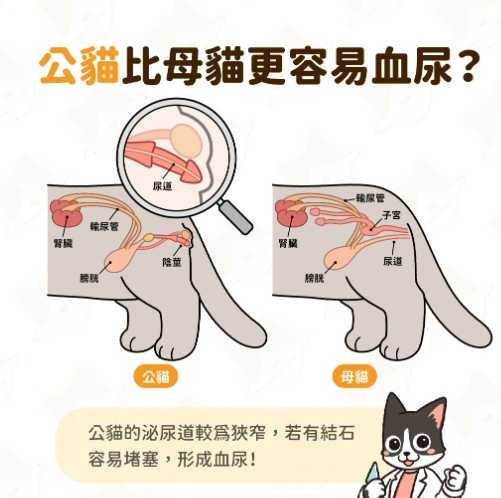 貓血尿治療 貓血尿治療