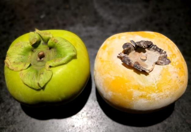 台灣甜柿 台灣甜柿