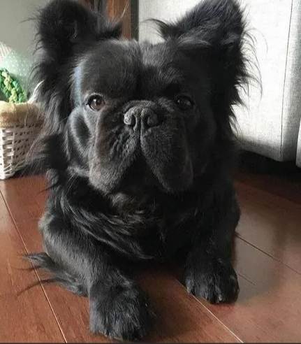 寵物飼養 寵物飼養