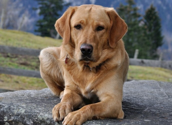 養狗新手 養狗新手