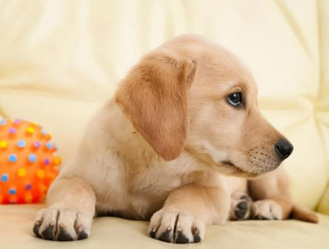 拉布拉多饲养注意事项