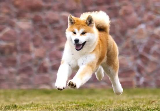 秋田犬性格 秋田犬性格