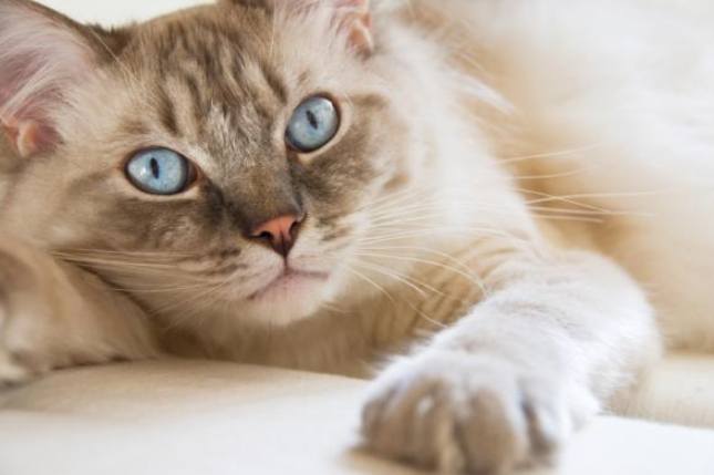 貓咪走失處理 貓咪走失處理