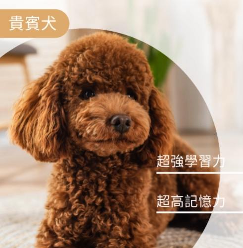 聰明犬種訓練 聰明犬種訓練