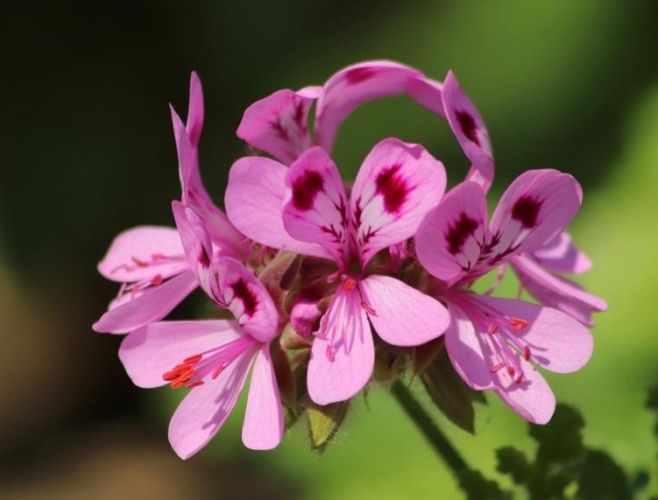 天竺葵精油禁忌 天竺葵精油禁忌