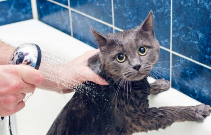 如何幫貓洗澡 如何幫貓洗澡