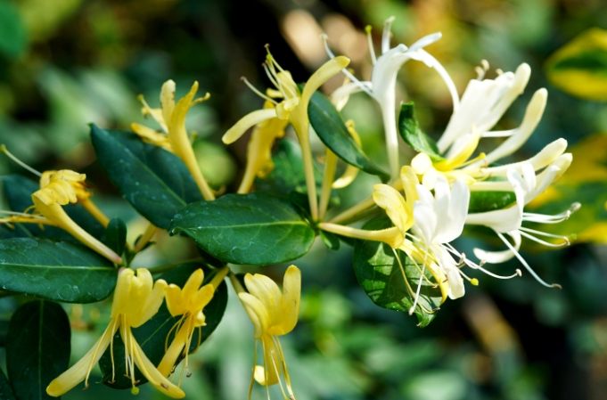 金銀花中醫應用 金銀花中醫應用