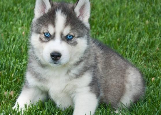 哈士奇體型 哈士奇體型