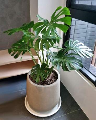 一葉龜養護 一葉龜養護