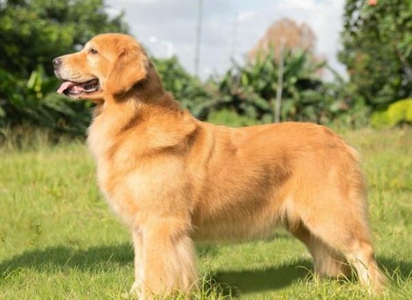 金毛犬不好养 金毛犬不好养