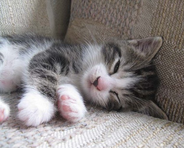 幼貓健康問題 幼貓健康問題