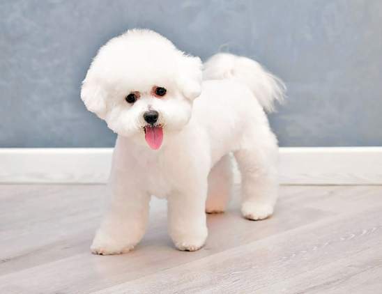 比熊犬特性 比熊犬特性