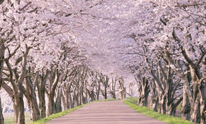 台灣賞櫻景點 台灣賞櫻景點
