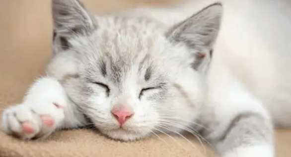 貓瘟危險期症狀 貓瘟危險期症狀