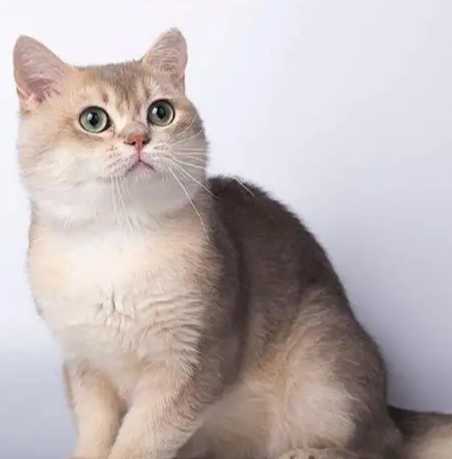 英國短毛貓健康 英國短毛貓健康