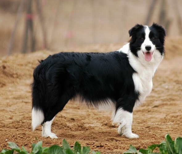 邊境牧羊犬聰明度 邊境牧羊犬聰明度