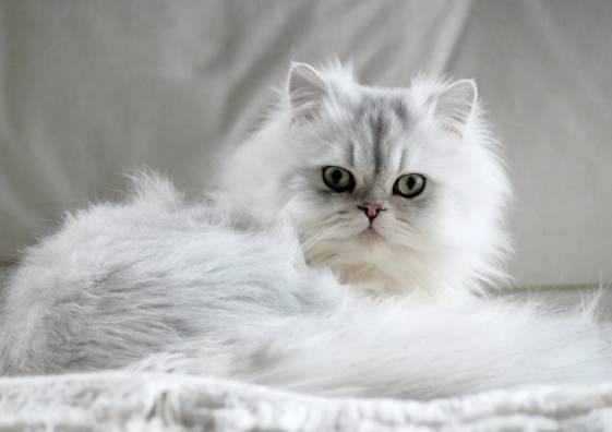 波斯貓飼養缺點 波斯貓飼養缺點
