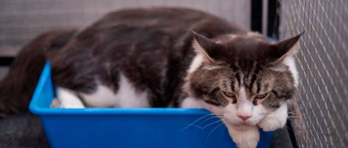 貓血尿治療 貓血尿治療